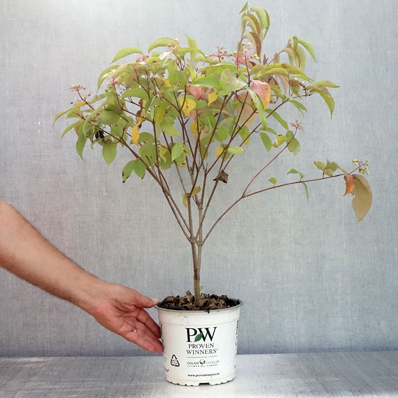 Exemplar von Cornus asperifolia var. drummondii Sunshiny Drops - Drummonds Hartriegel Topf mit 2L/3L wie im Sommer geliefert
