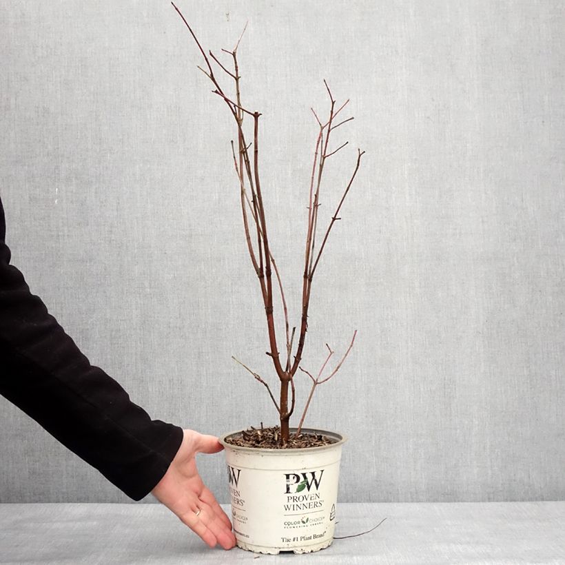 Exemplar von Cornus asperifolia var. drummondii Sunshiny Drops - Drummonds Hartriegel Topf mit 2L/3L wie im Winter geliefert