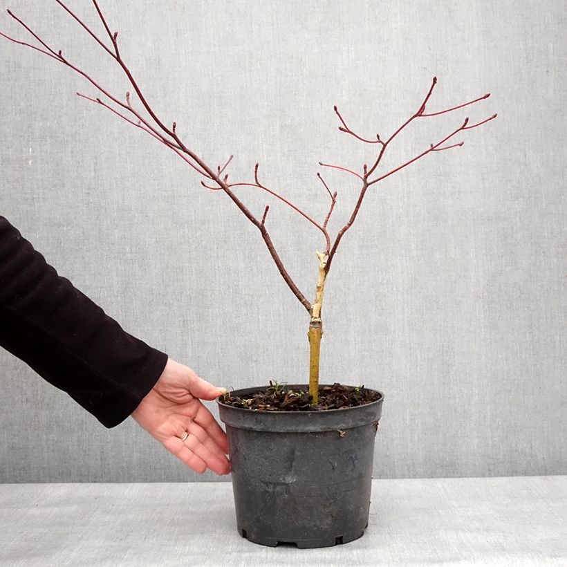 Exemplar von Benthams Hartriegel Gold Star - Cornus controversa Topf mit 4L/5L wie im Winter geliefert