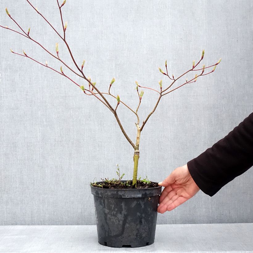 Exemplar von Benthams Hartriegel Gold Star - Cornus controversa Topf mit 4L/5L wie im Frühjahr geliefert