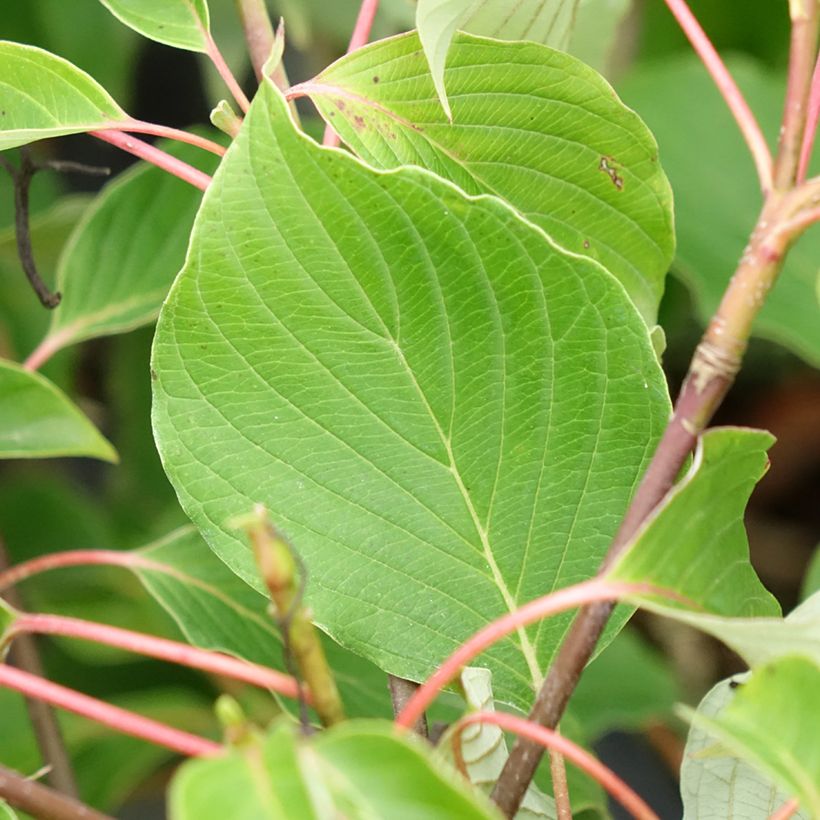 Benthams Hartriegel Green Carpet - Cornus controversa (Laub)