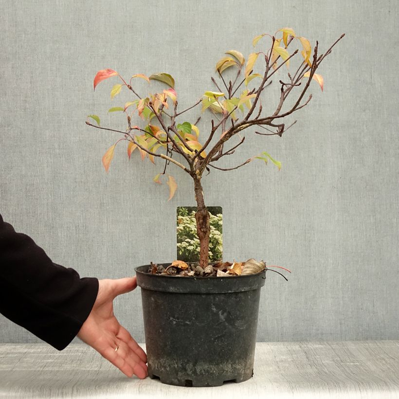 Example of Benthams Hartriegel Green Carpet - Cornus controversa Topf mit 4L/5L as you get in automne