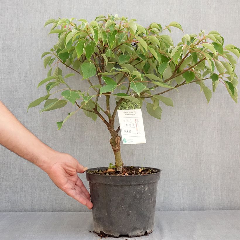Exemplar von Benthams Hartriegel Green Carpet - Cornus controversa Topf mit 4L/5L wie im Sommer geliefert