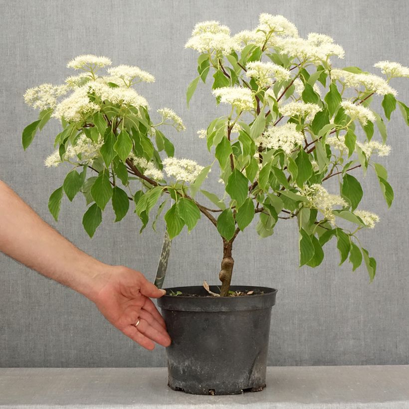 Exemplar von Benthams Hartriegel Green Carpet - Cornus controversa Topf mit 4L/5L wie im Frühjahr geliefert