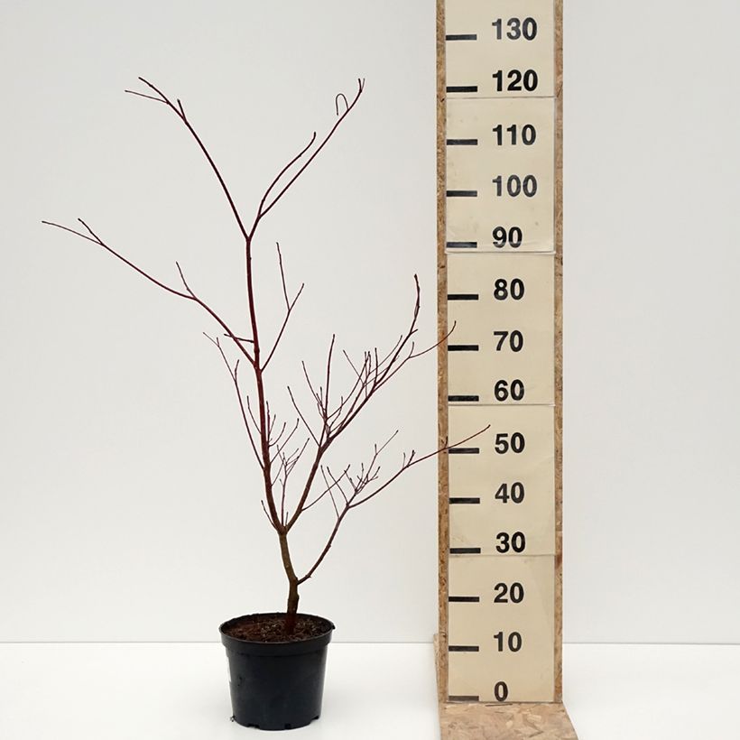Example of Benthams Hartriegel Laska - Cornus controversa Topf mit 4L/5L as you get in hiver