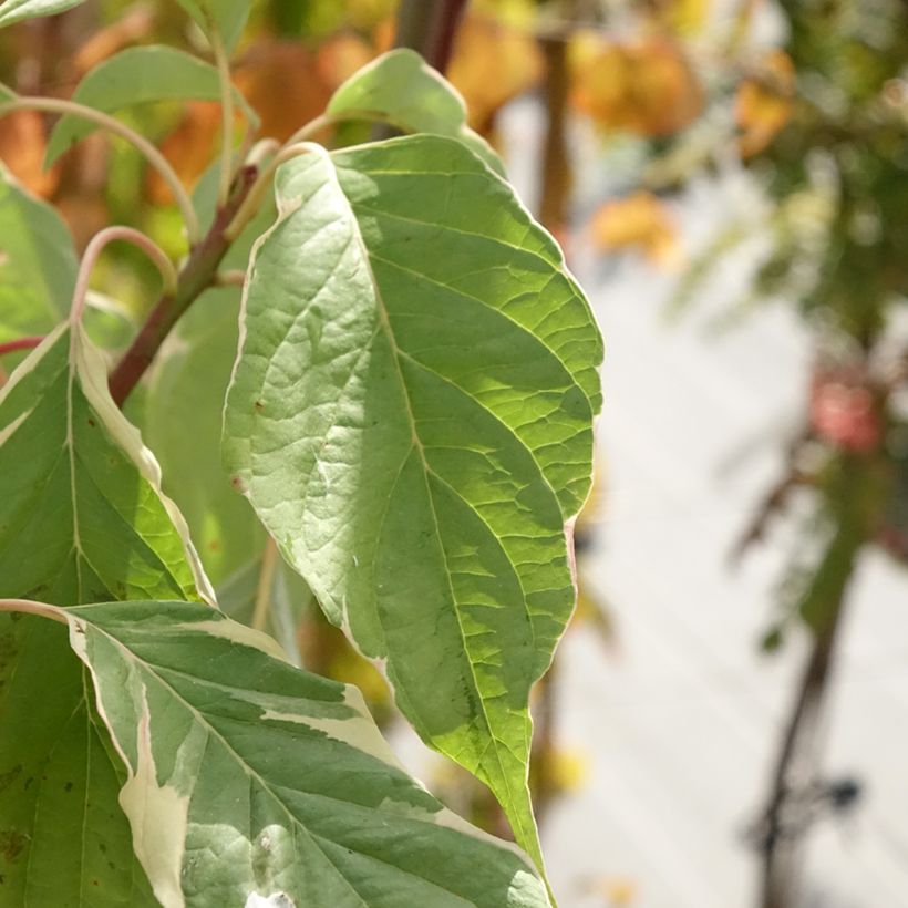 Benthams Hartriegel Marginata Nord - Cornus controversa (Laub)