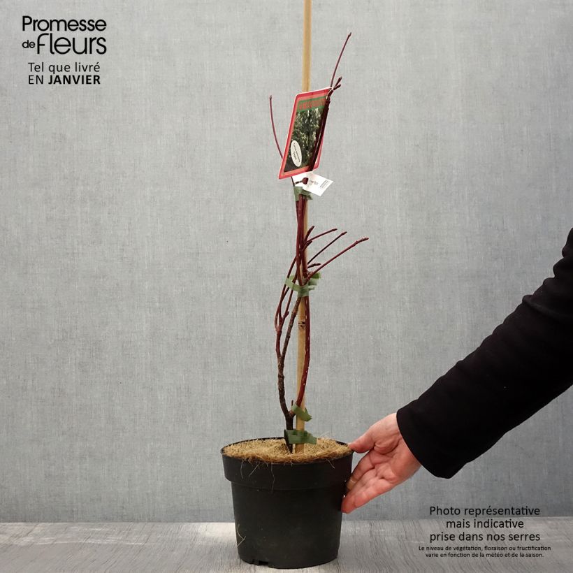 Exemplar von Benthams Hartriegel Pagoda - Cornus controversa Topf mit 4L/5L wie im Winter geliefert