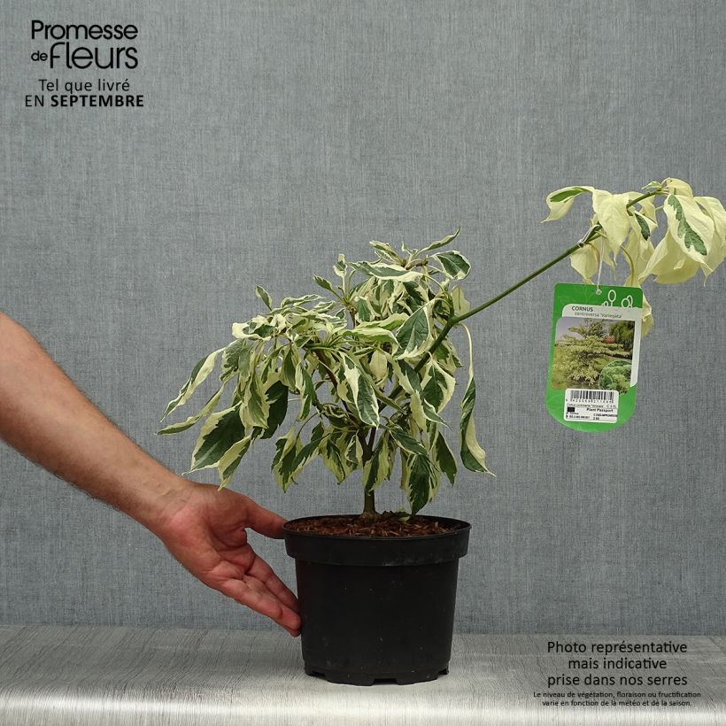 Example of Benthams Hartriegel Variegata - Cornus controversa Topf mit 4L/5L as you get in automne