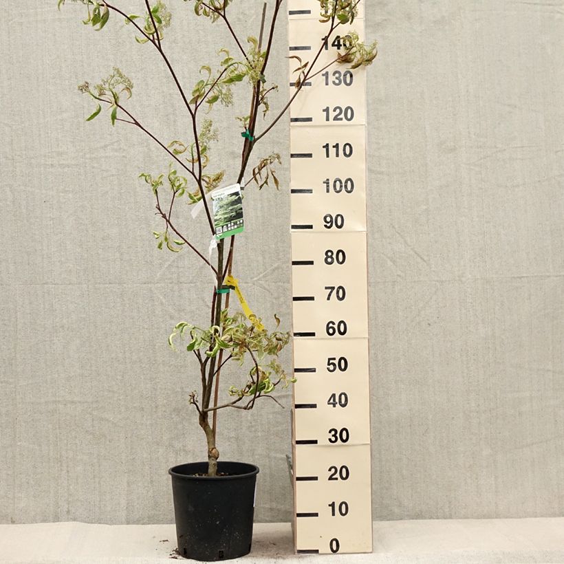 Exemplar von Benthams Hartriegel Variegata - Cornus controversa Topf mit 7,5L/10L wie im Frühjahr geliefert