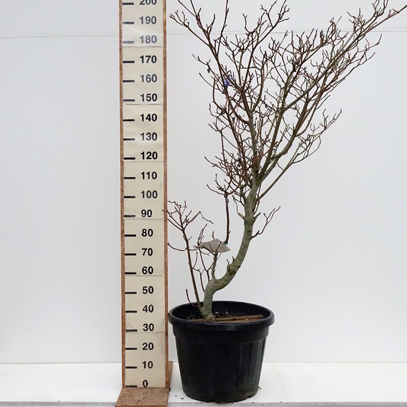 Exemplar von Benthams Hartriegel Variegata - Cornus controversa Topf mit 50L/55L wie im Winter geliefert