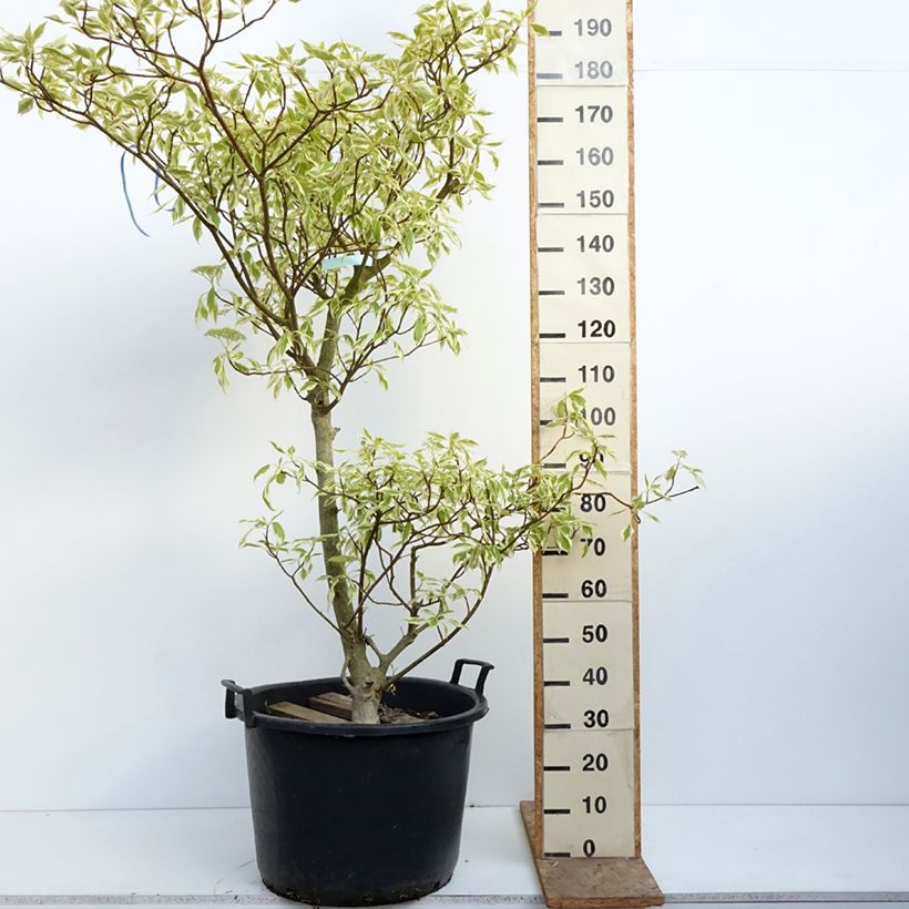 Exemplar von Benthams Hartriegel Variegata - Cornus controversa Topf mit 50L/55L wie im Frühjahr geliefert