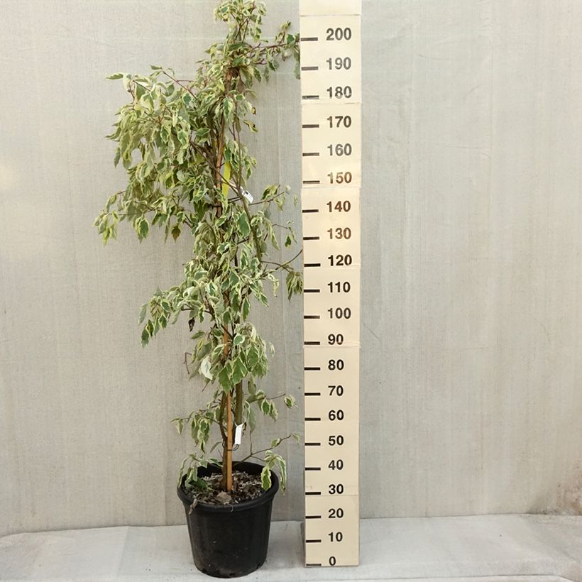 Example of Benthams Hartriegel Variegata - Cornus controversa Topf mit 30L/35L as you get in automne