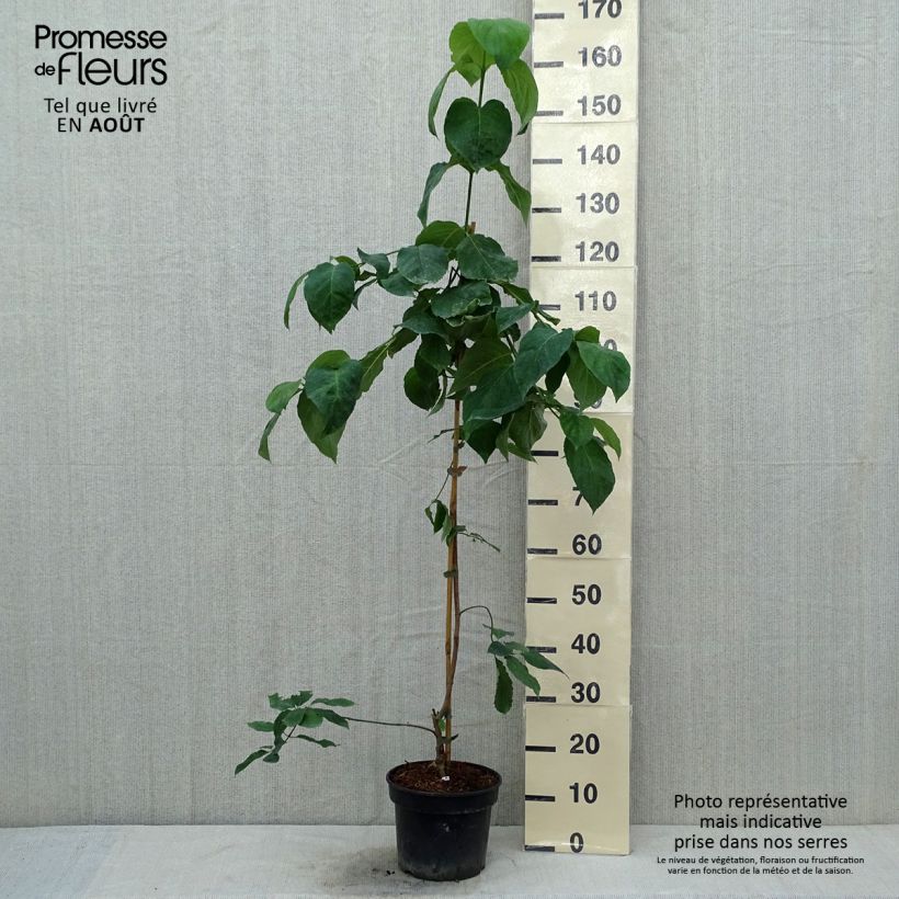 Exemplar von Blüten-Hartriegel Eddie's White Wonder - Cornus Topf mit 4L/5L wie im Sommer geliefert