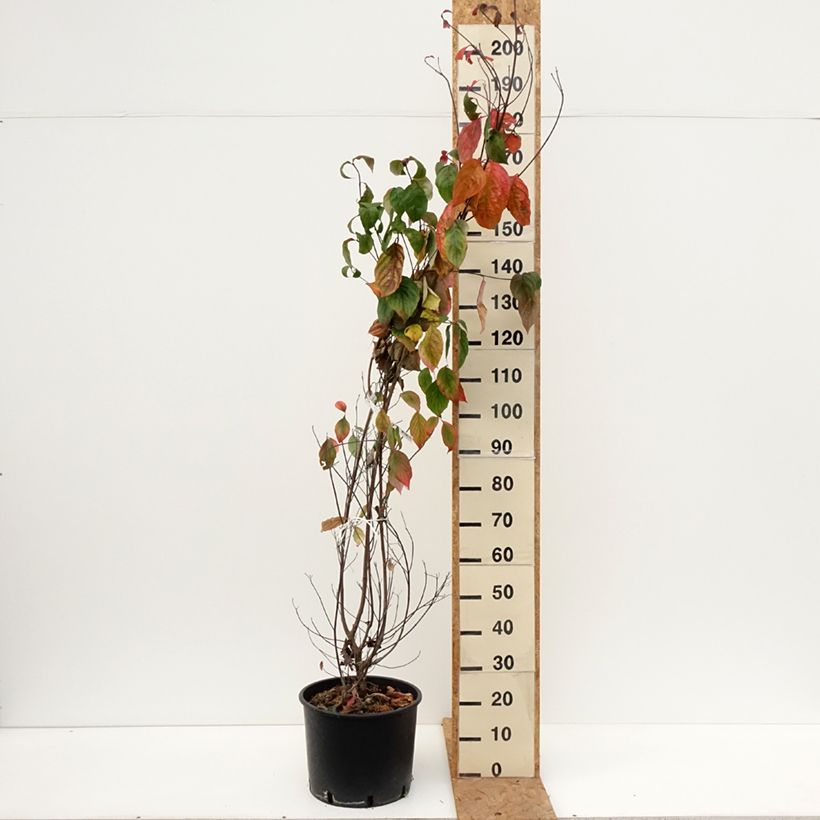 Exemplar von Amerikanischer Blumen-Hartriegel - Cornus florida Topf mit 18L/20L wie im Herbst geliefert