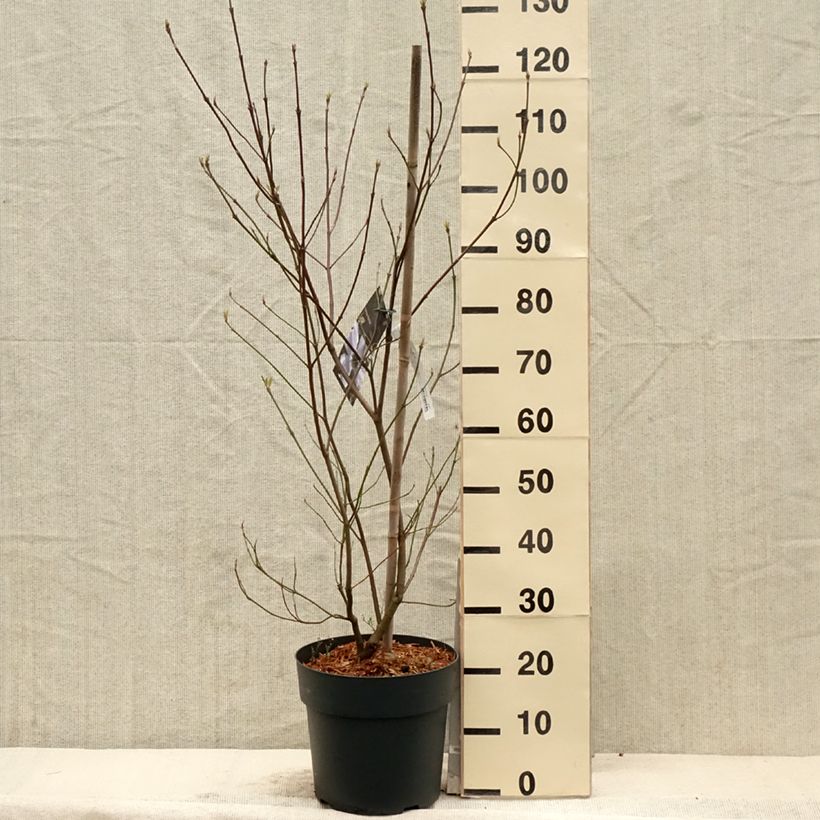 Exemplar von Amerikanischer Blumen-Hartriegel - Cornus florida Topf mit 7,5L/10L wie im Frühjahr geliefert