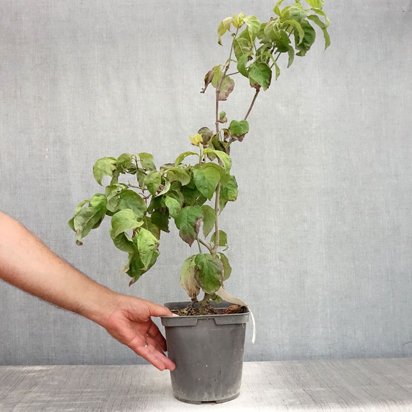 Example of Amerikanischer Blumen-Hartriegel Rainbow - Cornus florida Topf mit 4L/5L as you get in ete