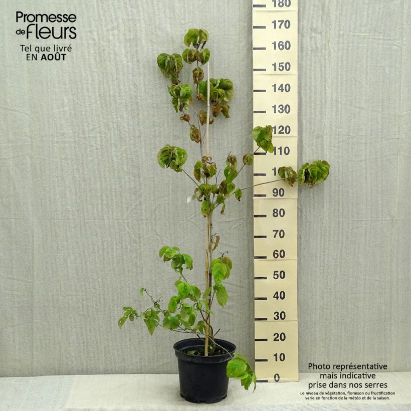 Example of Amerikanischer Blumen-Hartriegel Rubra - Cornus florida Topf mit 6L/7L as you get in ete