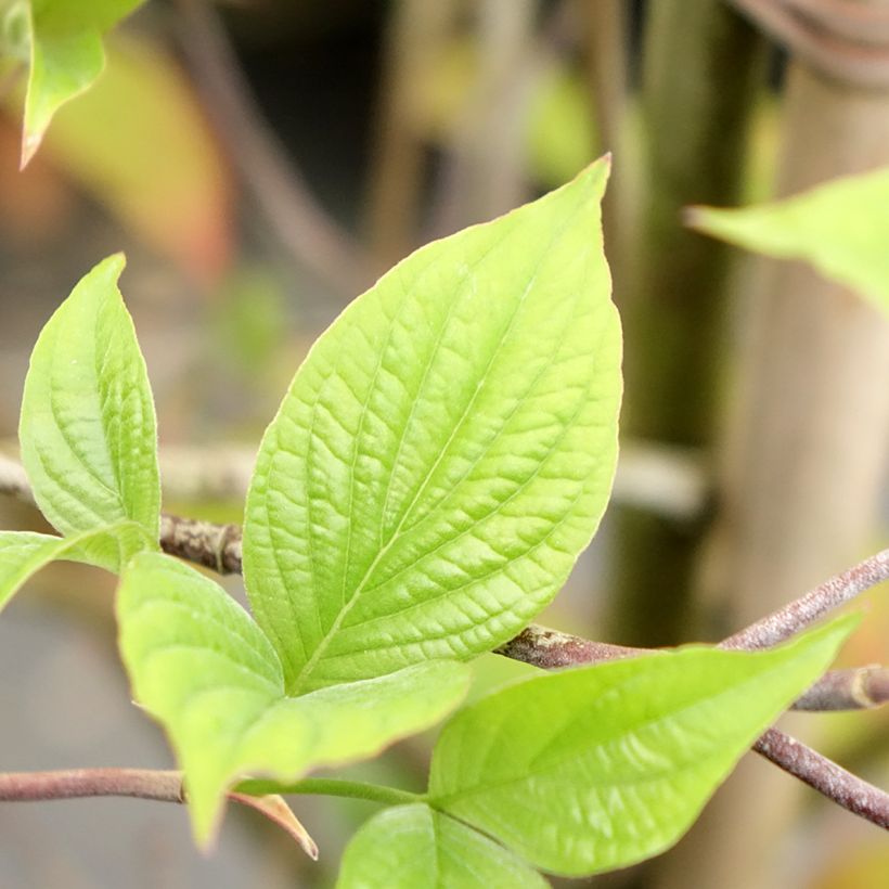 Japanischer Blumen-Hartriegel Blooming Merry Tetra - Cornus kousa (Laub)