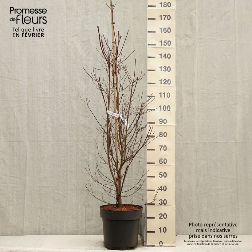 Exemplar von Japanischer Blumen-Hartriegel Blooming Merry Tetra - Cornus kousa Topf mit 7,5L/10L wie im Winter geliefert