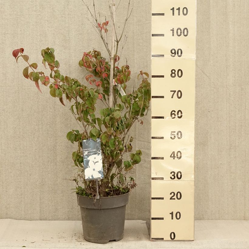 Example of Japanischer Blumen-Hartriegel Blooming Pink Tetra - Cornus kousa Topf mit 7,5L/10L as you get in automne