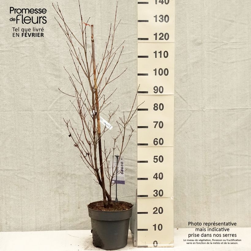 Exemplar von Japanischer Blumen-Hartriegel Blooming Pink Tetra - Cornus kousa Topf mit 7,5L/10L wie im Winter geliefert