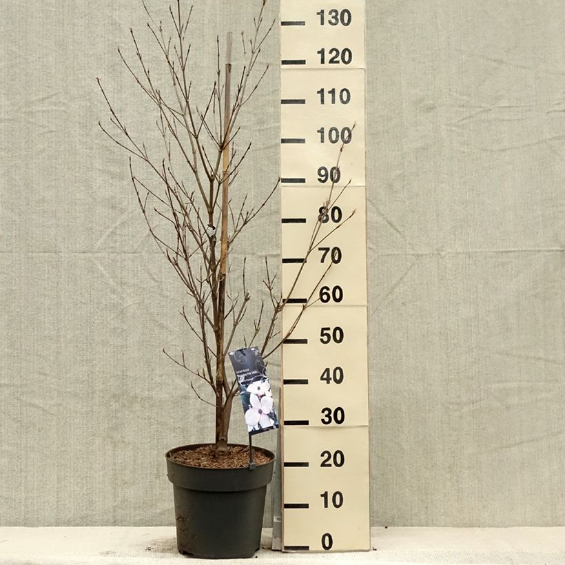 Exemplar von Japanischer Blumen-Hartriegel Blooming Pink Tetra - Cornus kousa Topf mit 7,5L/10L wie im Frühjahr geliefert