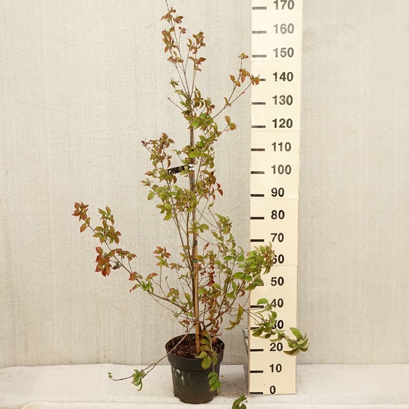 Exemplar von Japanischer Blumen-Hartriegel Blooming White Tetra - Cornus kousa Topf mit 4L/5L wie im Frühjahr geliefert