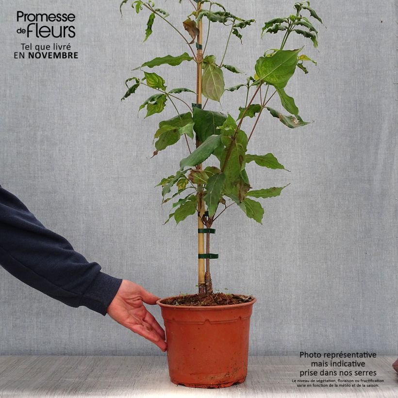 Example of Japanischer Blumen-Hartriegel Cappuccino - Cornus kousa Topf mit 6L/7L as you get in automne