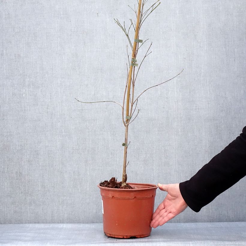 Exemplar von Japanischer Blumen-Hartriegel Cappuccino - Cornus kousa Topf mit 6L/7L wie im Winter geliefert