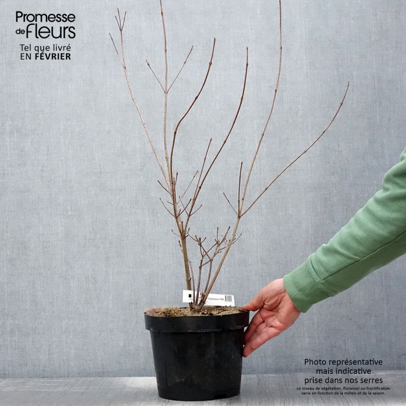 Example of Japanischer Blumen-Hartriegel Copacabana - Cornus kousa Topf mit 4L/5L as you get in hiver