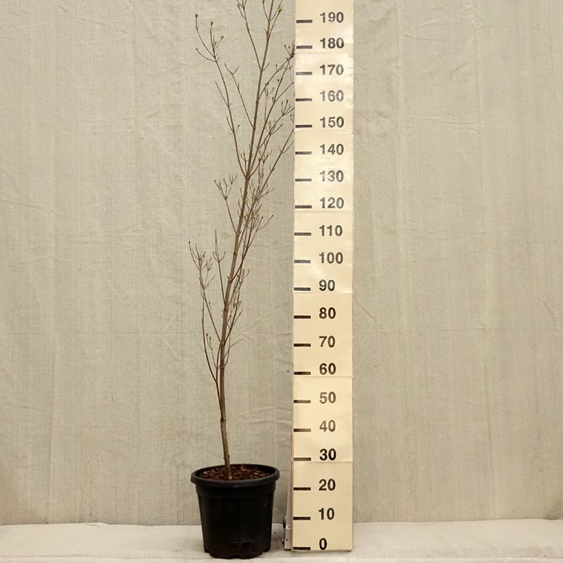 Exemplar von Japanischer Blumen-Hartriegel Couronne - Cornus kousa Topf mit 12L/15L wie im Frühjahr geliefert