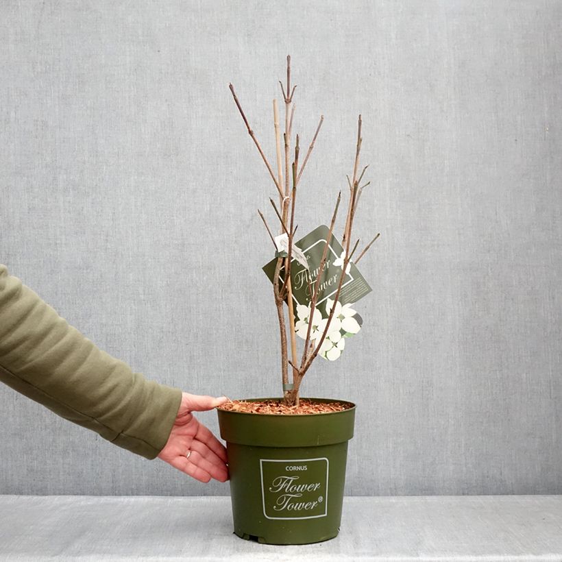 Exemplar von Japanischer Blumen-Hartriegel Flower Tower - Cornus kousa Topf mit 4L/5L wie im Winter geliefert