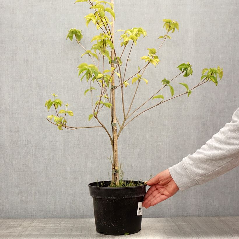 Exemplar von Japanischer Blumen-Hartriegel Gold Star - Cornus kousa Topf mit 4L/5L wie im Frühjahr geliefert