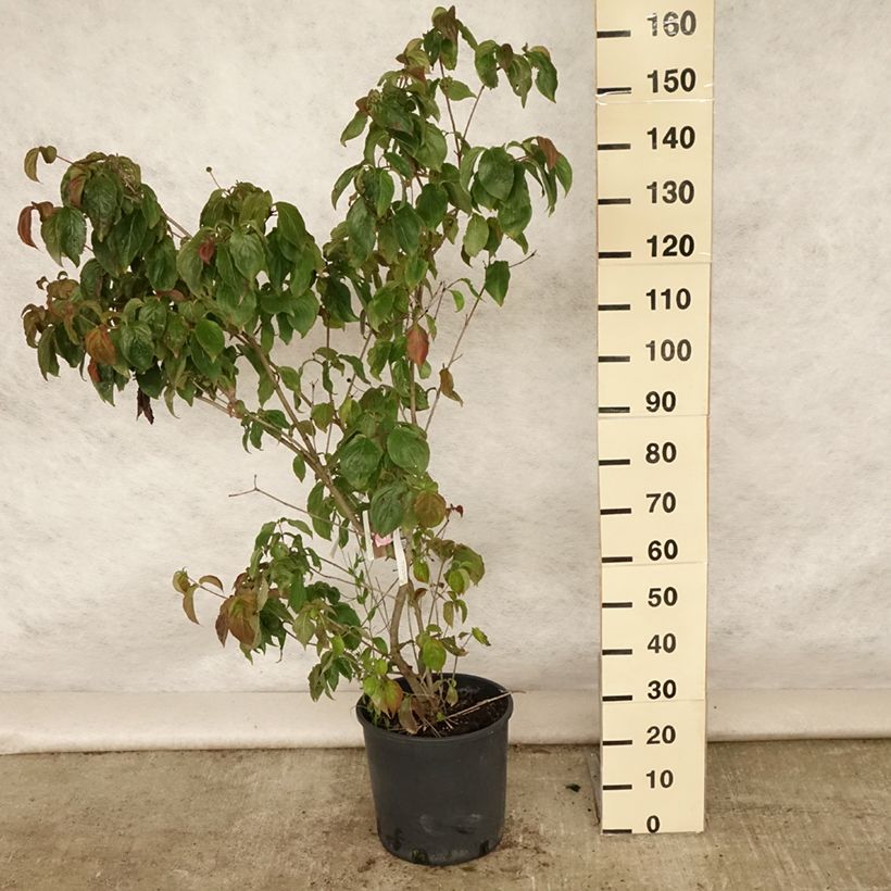 Exemplar von Japanischer Blumen-Hartriegel Heart Throb - Cornus kousa Topf mit 18L/20L wie im Sommer geliefert