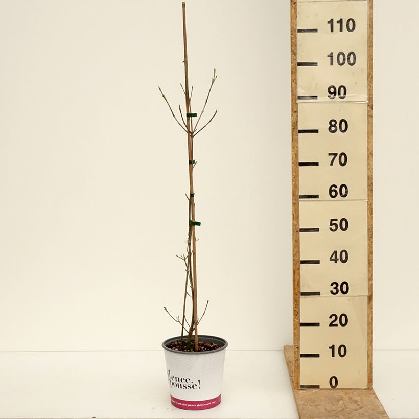 Exemplar von Chinesischer Blumen-Hartriegel 'Madi-II' Mandarin Jewel - Cornus kousa var. chinensis Topf mit 4L/5L wie im Frühjahr geliefert