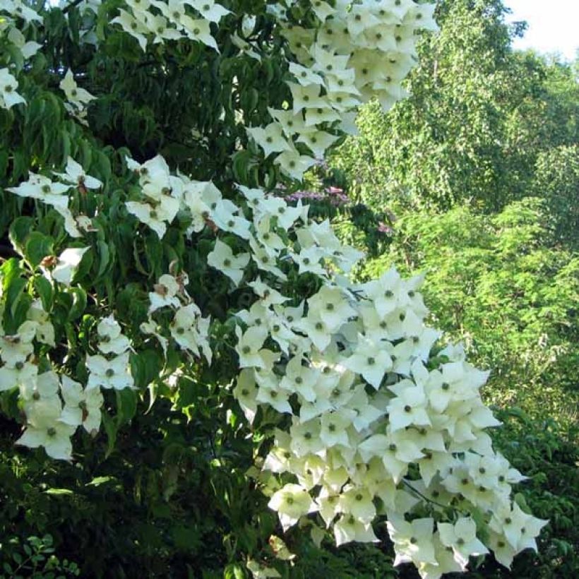 Japanischer Blumen-Hartriegel Milky Way - Cornus kousa (Blüte)