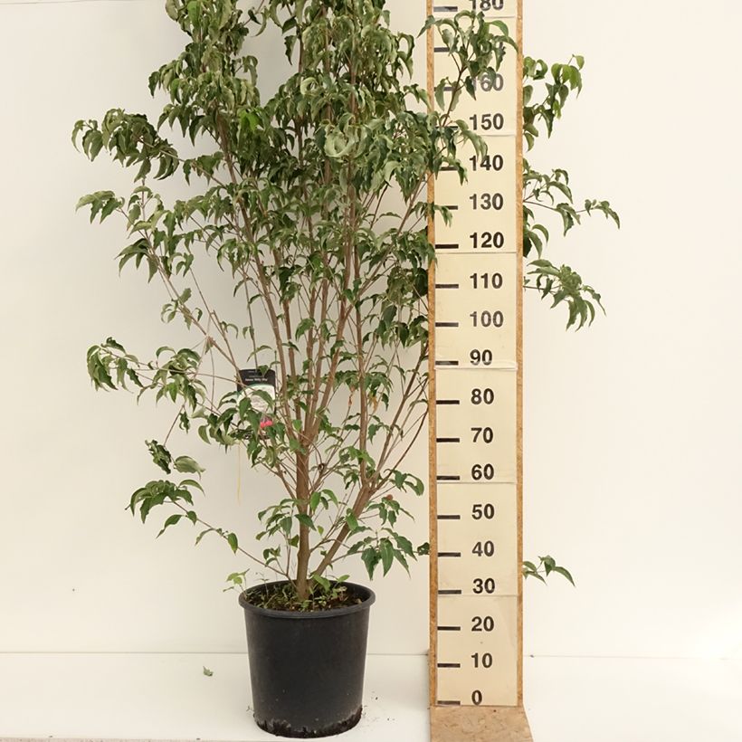 Exemplar von Japanischer Blumen-Hartriegel Milky Way - Cornus kousa Topf mit 18L/20L wie im Sommer geliefert