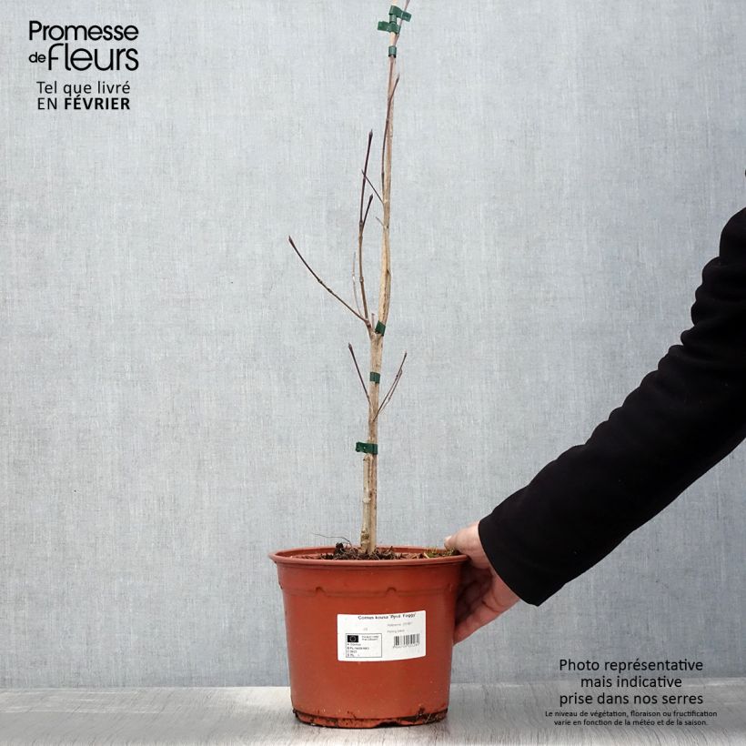 Exemplar von Japanischer Blumen-Hartriegel Pevé Foggy - Cornus kousa Topf mit 4L/5L wie im Winter geliefert
