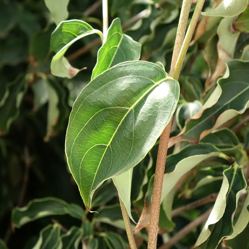 Japanischer Blumen-Hartriegel Roberts Select - Cornus kousa (Laub)