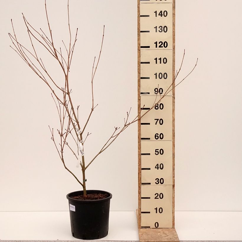 Exemplar von Japanischer Blumen-Hartriegel Satomi - Cornus kousa Topf mit 6L/7L wie im Winter geliefert