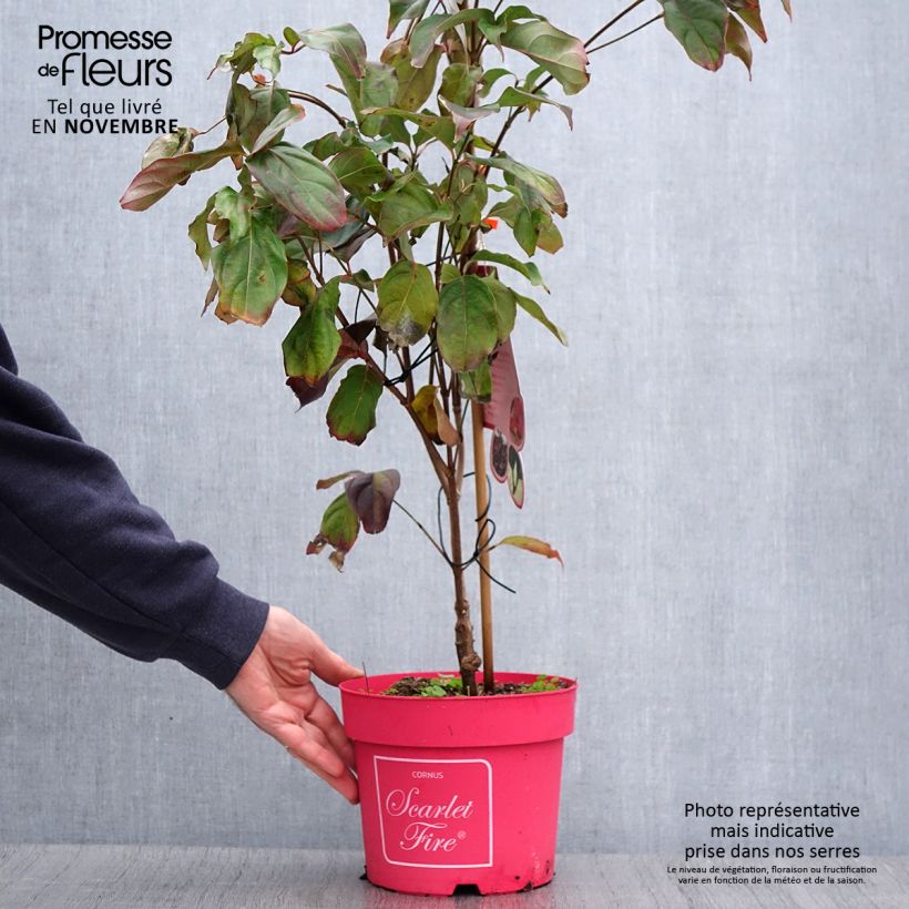 Example of Japanischer Blumen-Hartriegel Scarlet Fire - Cornus kousa Topf mit 4L/5L as you get in automne
