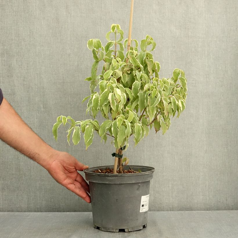 Exemplar von Japanischer Blumen-Hartriegel Shira-yuki - Cornus kousa Topf mit 4L/5L wie im Sommer geliefert