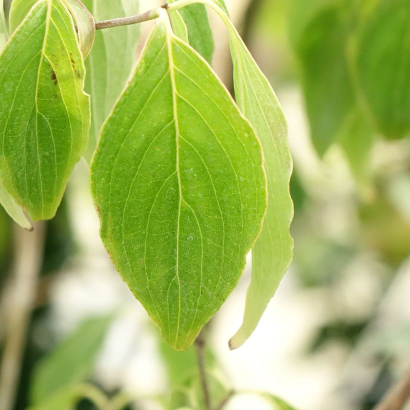 Chinesischer Blumen-Hartriegel Great Star - Cornus kousa subsp. chinensis (Laub)