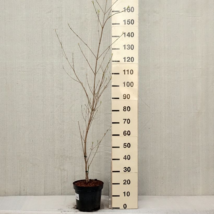 Exemplar von Chinesischer Blumen-Hartriegel Great Star - Cornus kousa subsp. chinensis Topf mit 7,5L/10L wie im Frühjahr geliefert