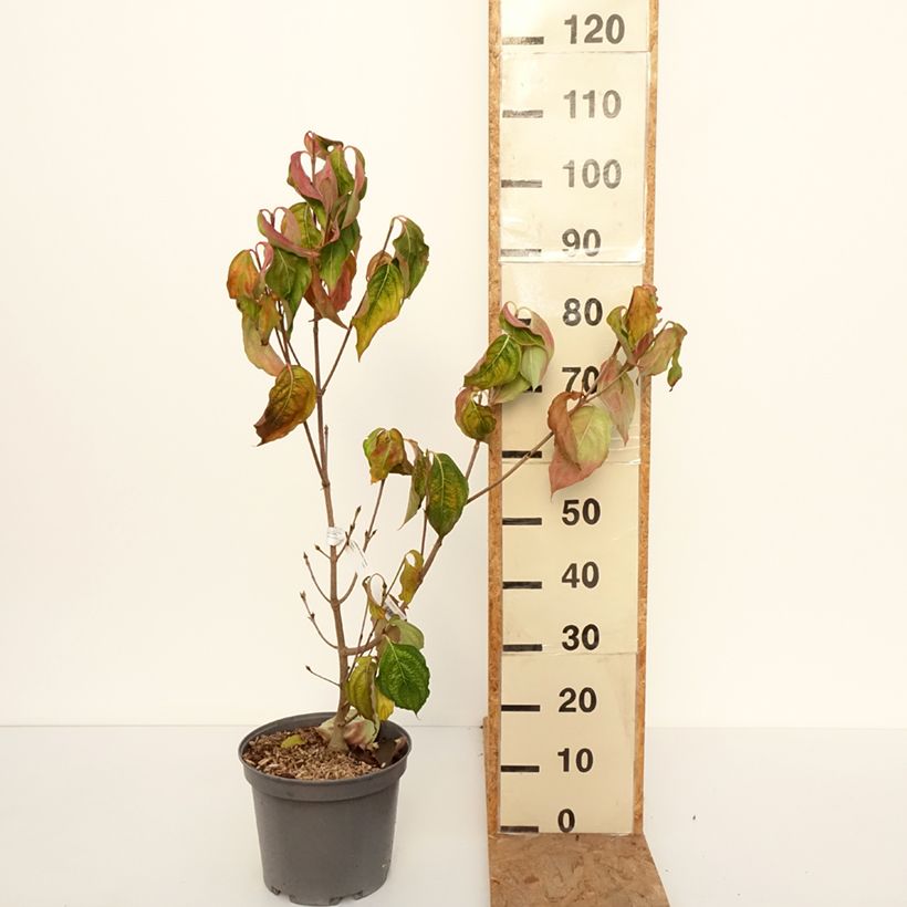 Exemplar von Japanischer Blumen-Hartriegel Venus - Cornus kousa Topf mit 7,5L/10L wie im Herbst geliefert