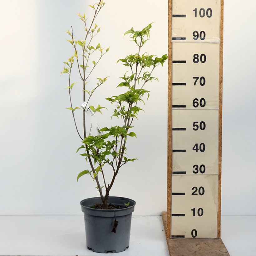 Exemplar von Japanischer Blumen-Hartriegel Venus - Cornus kousa Topf mit 7,5L/10L wie im Frühjahr geliefert