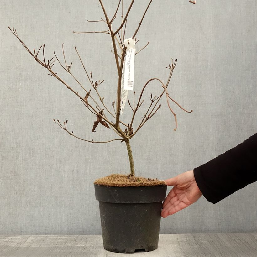 Example of Japanischer Blumen-Hartriegel Weaver's Weeping - Cornus kousa Topf mit 6L/7L as you get in automne