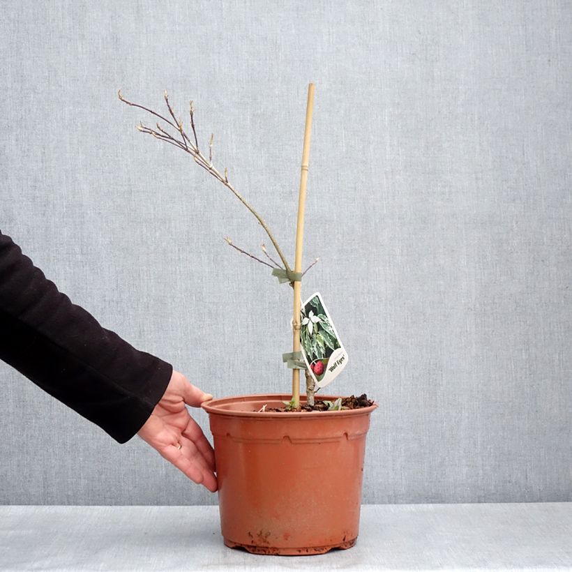 Exemplar von Japanischer Blumen-Hartriegel Wolf Eyes - Cornus kousa Topf mit 4L/5L wie im Frühjahr geliefert