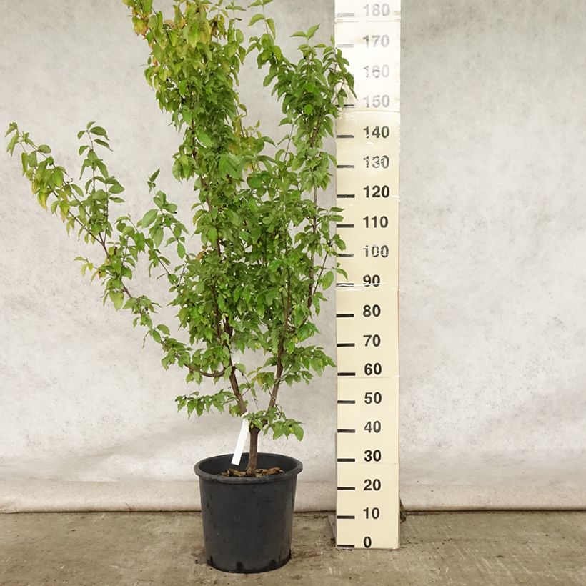 Exemplar von Kornelkirsche Aurea - Cornus mas Topf mit 20L/25L wie im Sommer geliefert