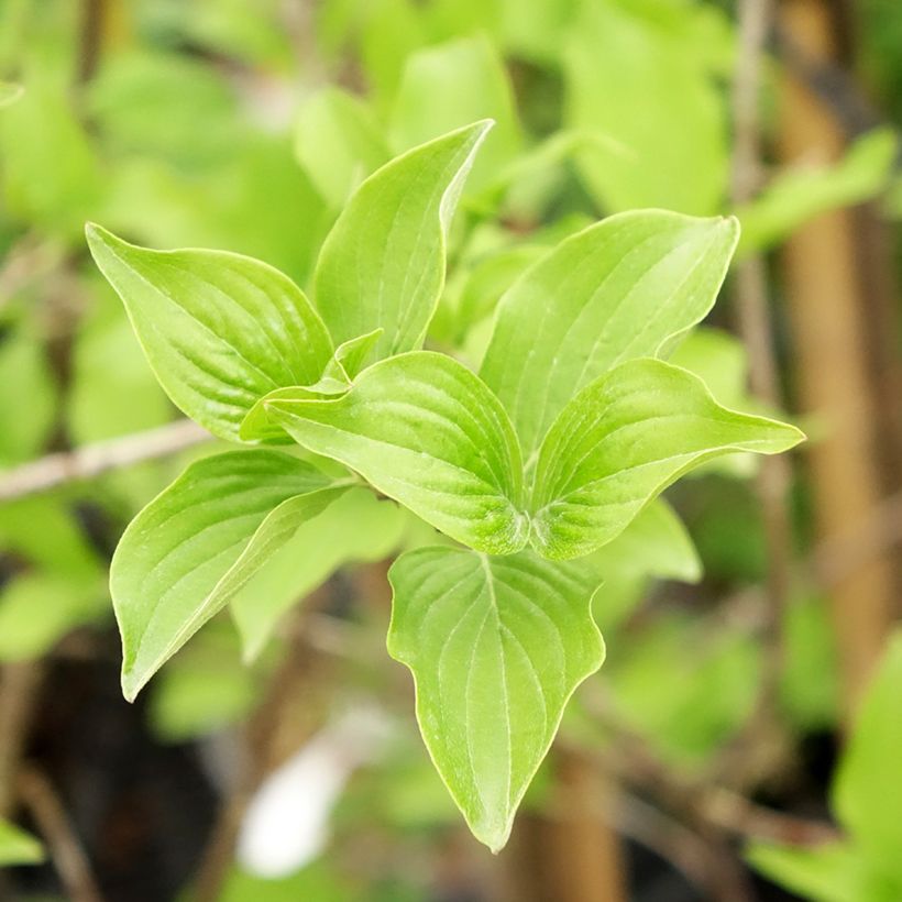 Kornelkirsche Flava - Cornus mas (Laub)